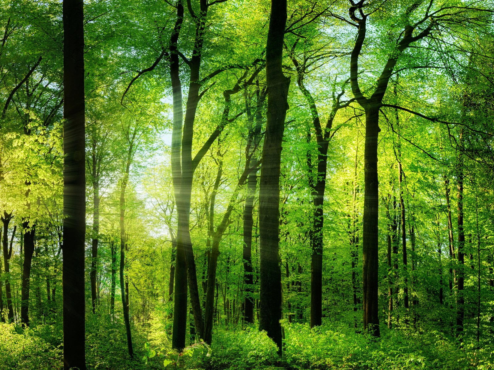 Обои деревья, природа, лес, солнечные лучи, trees, nature, forest, the sun's rays разрешение 3800x3200 Загрузить