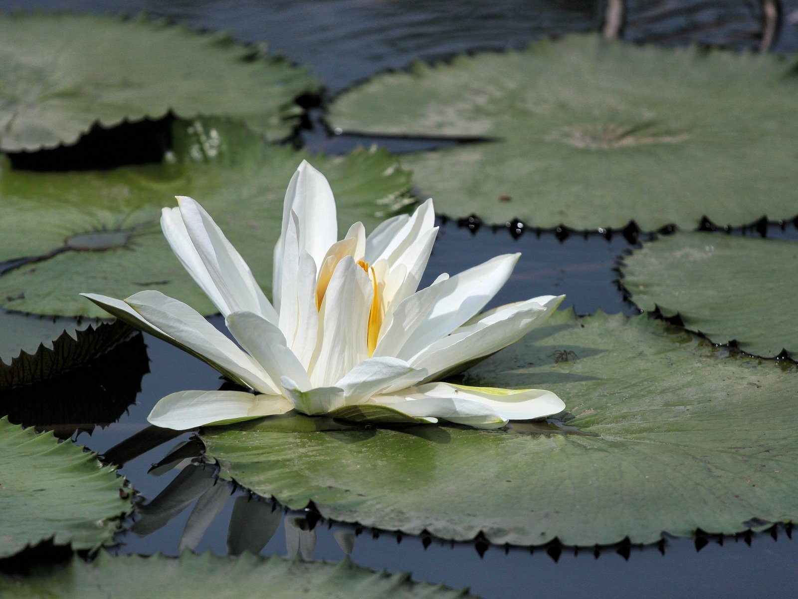 Обои озеро, листья, цветок, лепестки, кувшинка, водяная лилия, lake, leaves, flower, petals, lily, water lily разрешение 4752x3168 Загрузить