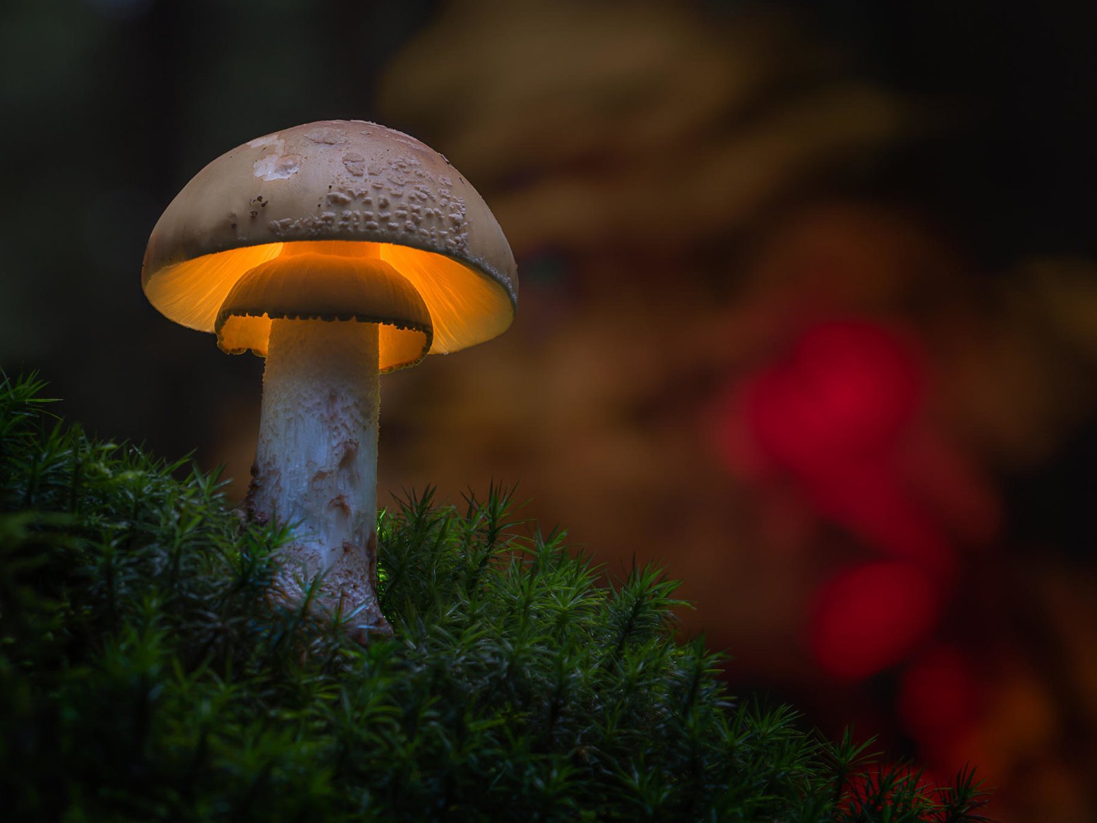 Обои размытость, гриб, подсветка, мох, шляпка, marcel z, blur, mushroom, backlight, moss, hat разрешение 2048x1365 Загрузить