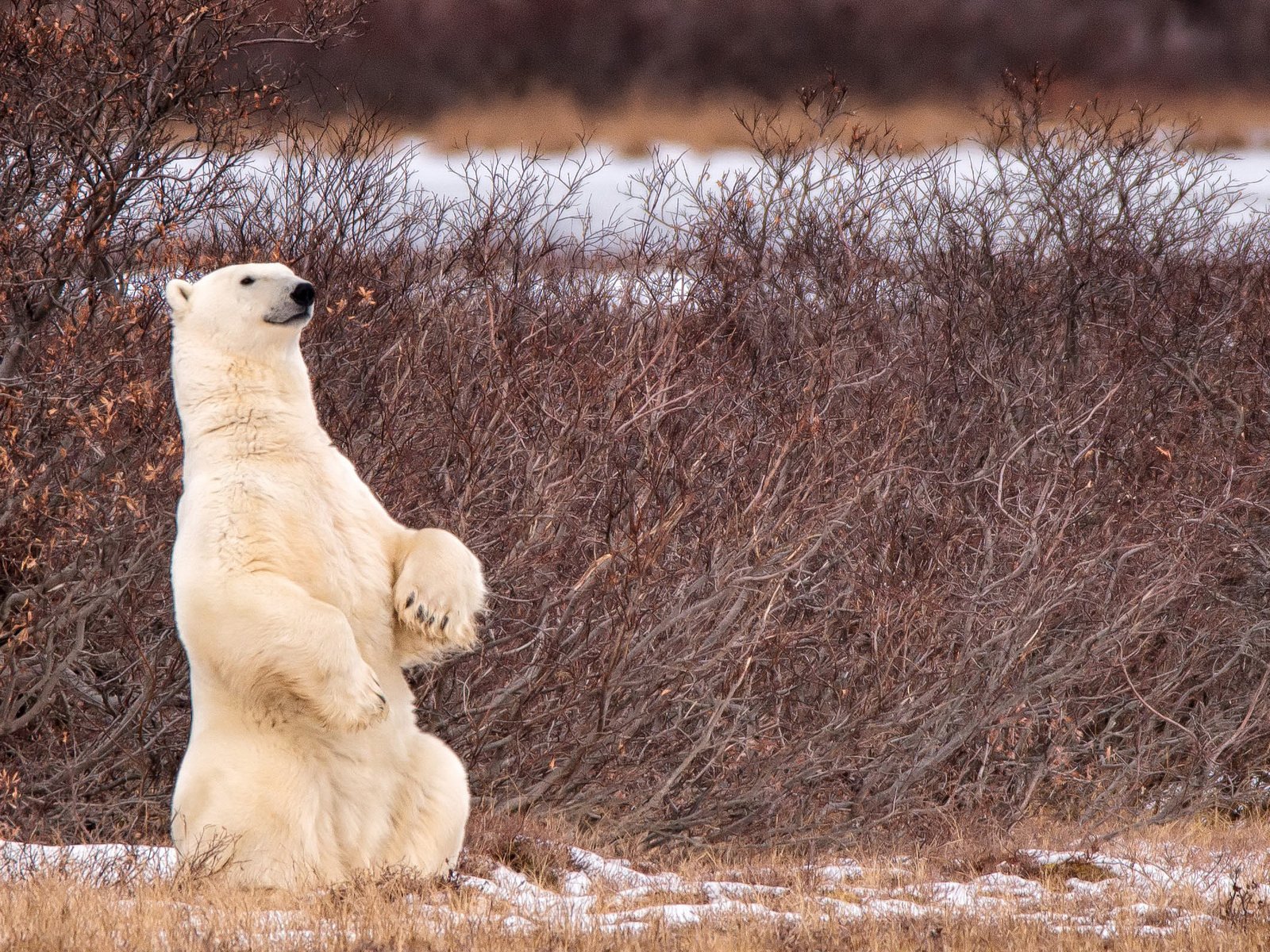 Обои снег, природа, лапы, полярный медведь, медведь, белый медведь, snow, nature, paws, polar bear, bear разрешение 2400x1600 Загрузить