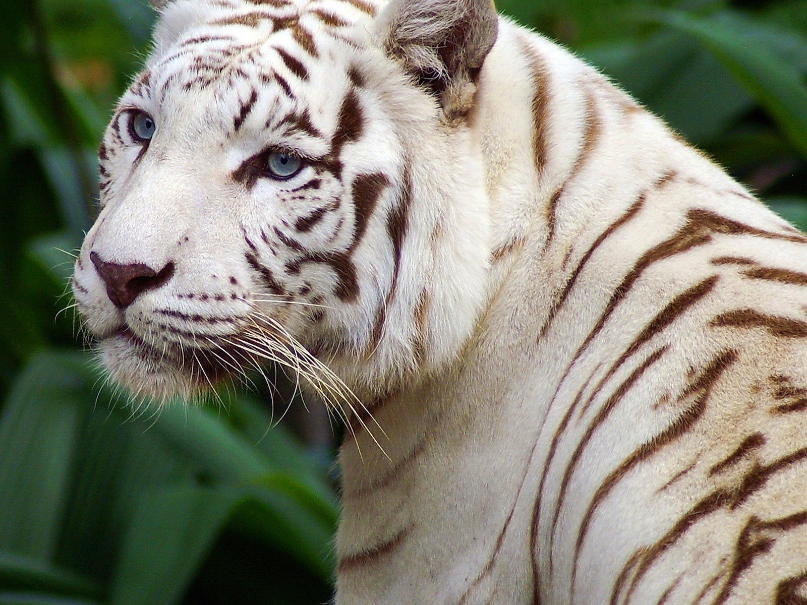 Белый тигр высокое разрешение