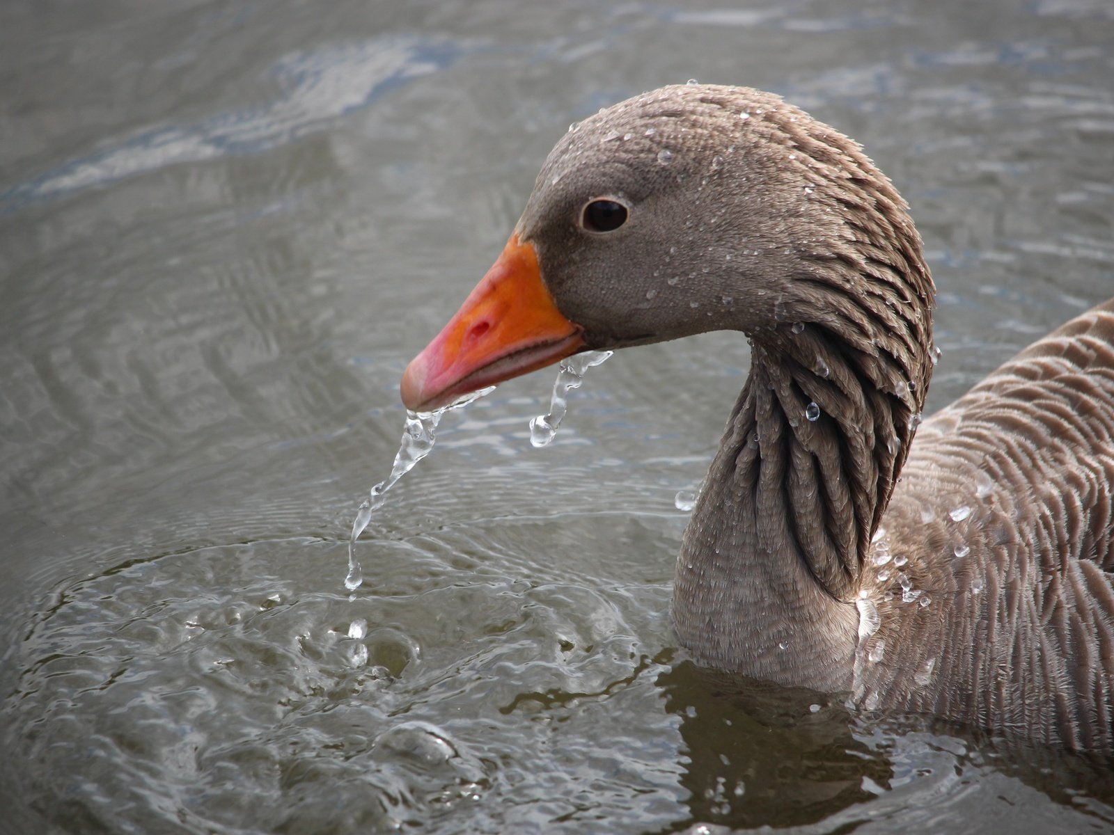 Обои вода, капли, птица, клюв, перья, гусь, water, drops, bird, beak, feathers, goose разрешение 5184x3456 Загрузить