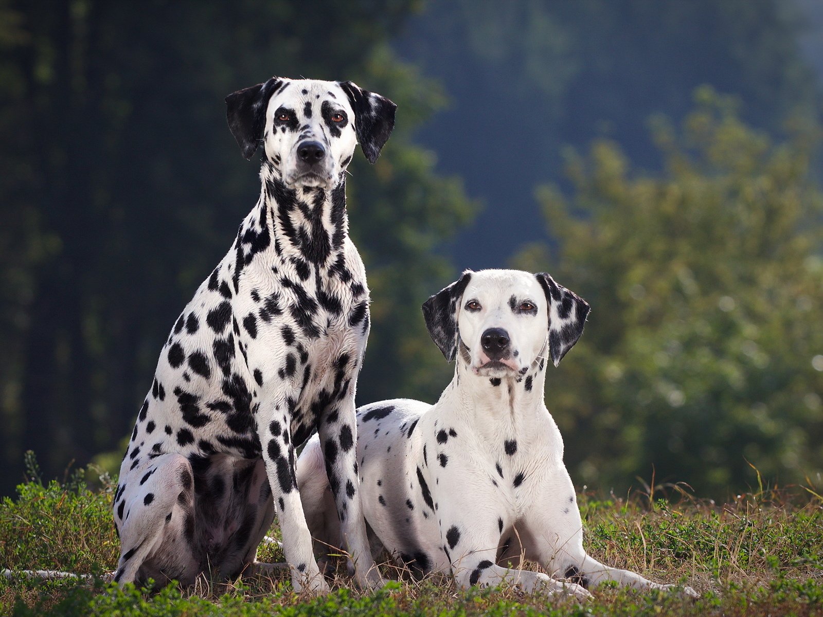 Обои трава, взгляд, далматин, собаки, мордочки, далматинец, grass, look, dalmatian, dogs, faces, dalmatians разрешение 2560x1600 Загрузить