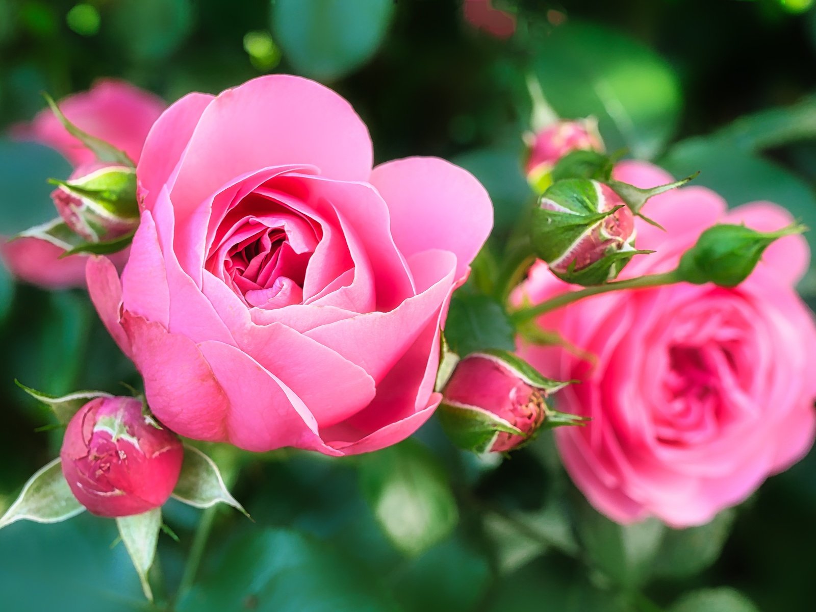 Обои цветы, бутоны, розы, лепестки, розовые, flowers, buds, roses, petals, pink разрешение 4896x3264 Загрузить