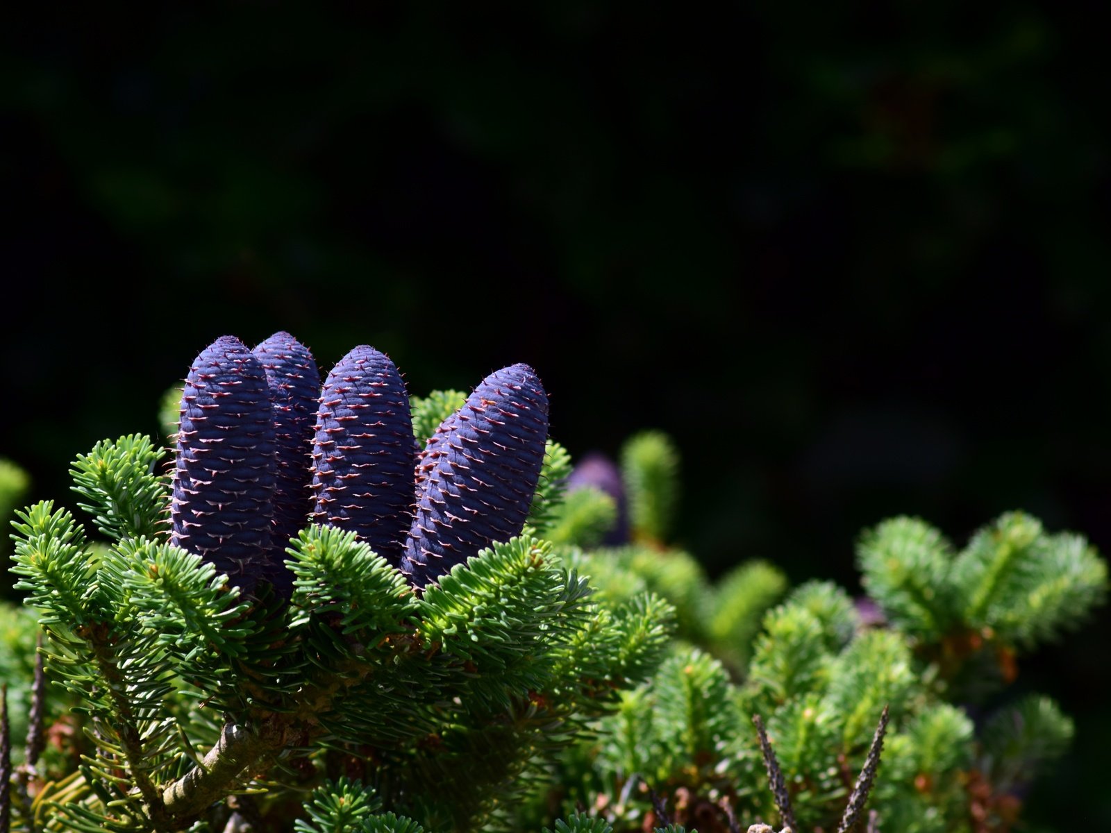 Обои природа, хвоя, ветки, шишки, nature, needles, branches, bumps разрешение 5992x3888 Загрузить