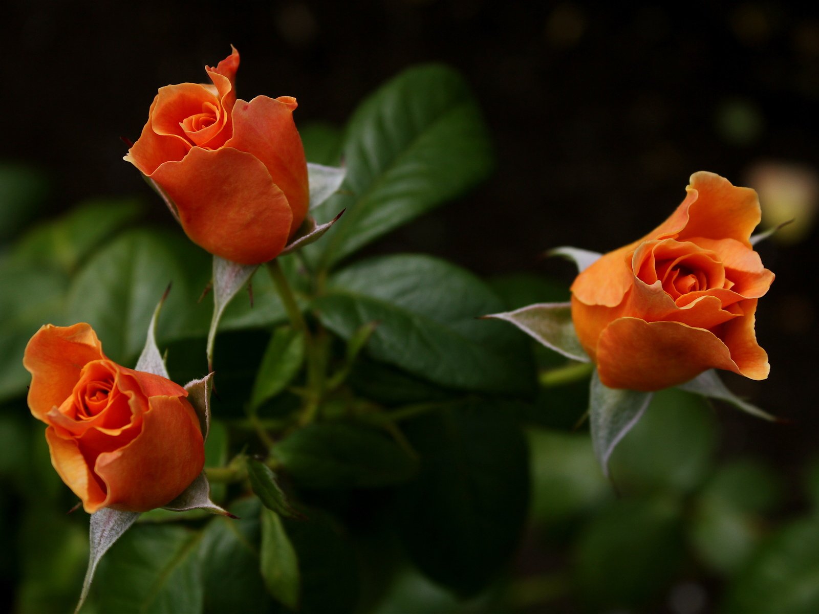 Обои розы, букет, оранжевые, roses, bouquet, orange разрешение 5184x3456 Загрузить