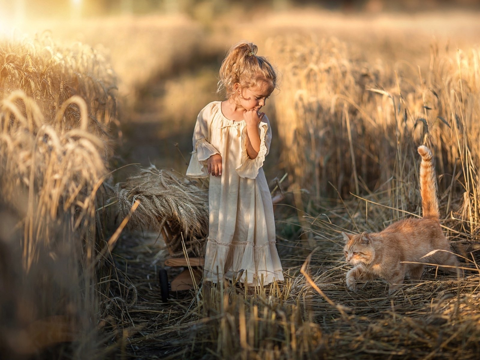 Обои природа, платье, кот, поле, девочка, колосья, животное, тележка, nature, dress, cat, field, girl, ears, animal, truck разрешение 2048x1317 Загрузить