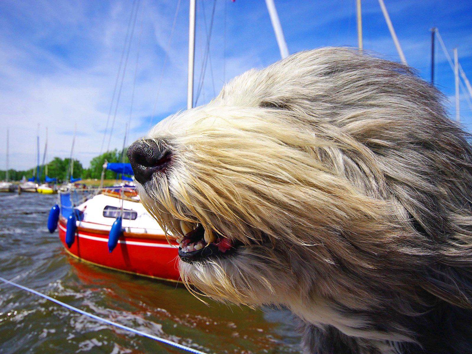 Обои морда, яхты, собака, ветер, бородатый колли, солёный пёс, face, yachts, dog, the wind, bearded collie, salty dog разрешение 2048x1367 Загрузить