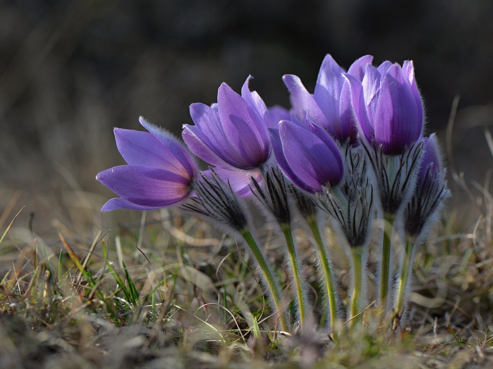 Обои весна, подснежники, сон-трава, прострел, spring, snowdrops, sleep-grass, cross разрешение 2048x1365 Загрузить