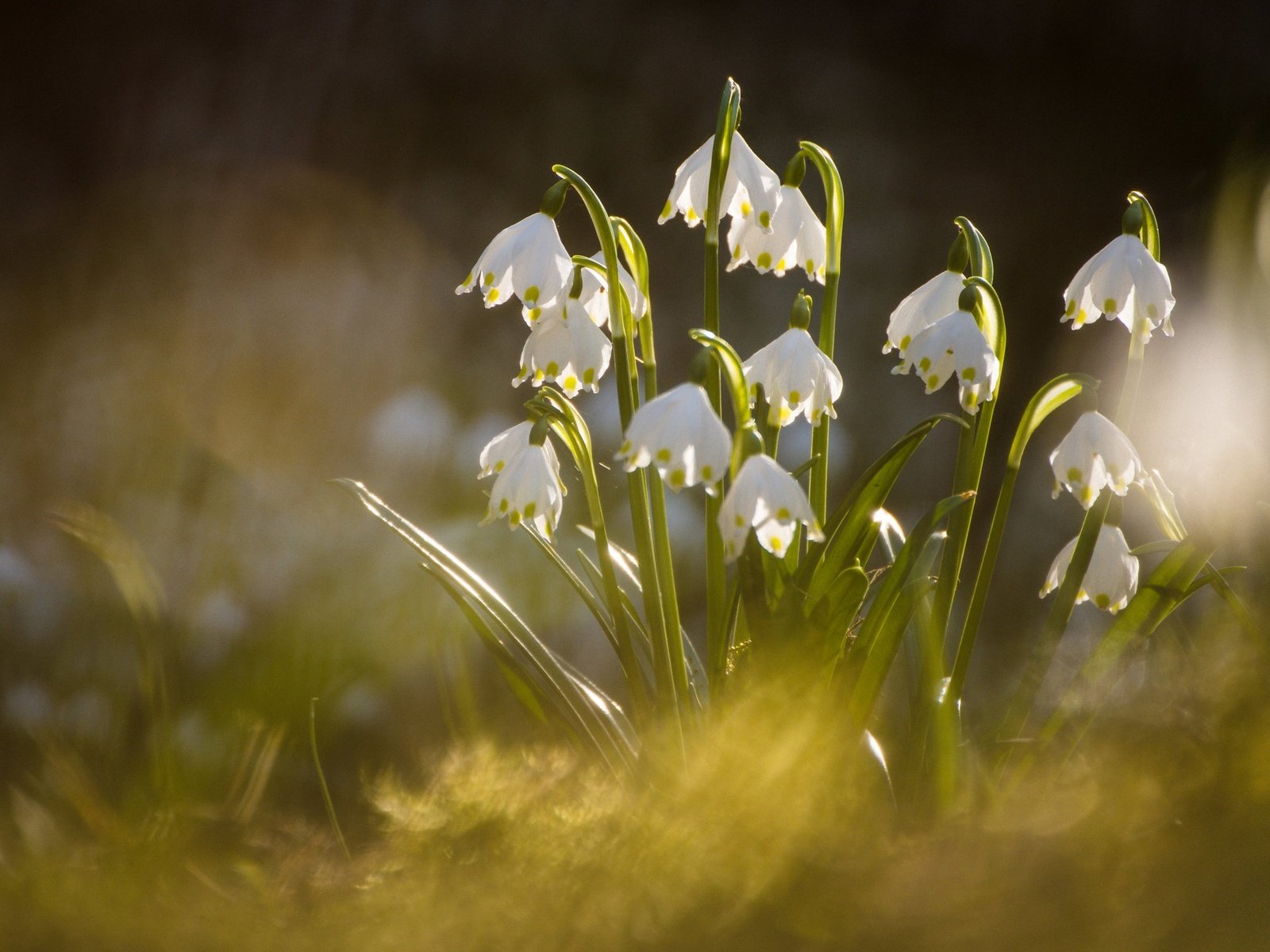 Обои макро, весна, боке, белоцветник, macro, spring, bokeh, snowflake разрешение 2048x1367 Загрузить