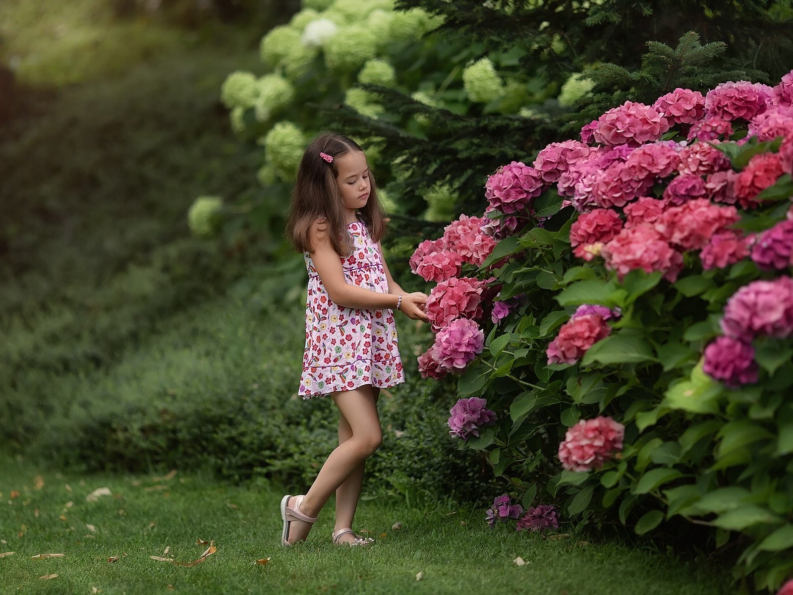 Обои цветы, природа, кусты, лето, девочка, гортензия, flowers, nature, the bushes, summer, girl, hydrangea разрешение 1920x1279 Загрузить