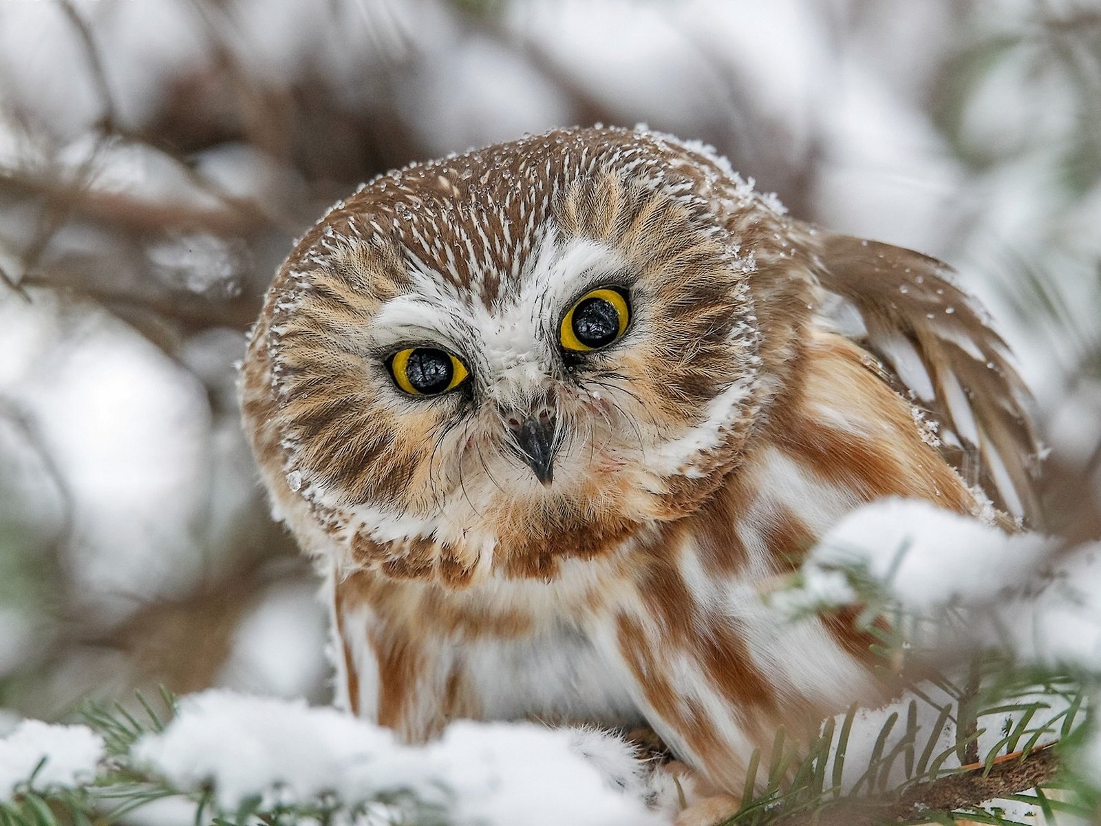 Обои сова, снег, взгляд, птица, мохноногий сыч, owl, snow, look, bird, tengmalm's owl разрешение 1920x1233 Загрузить