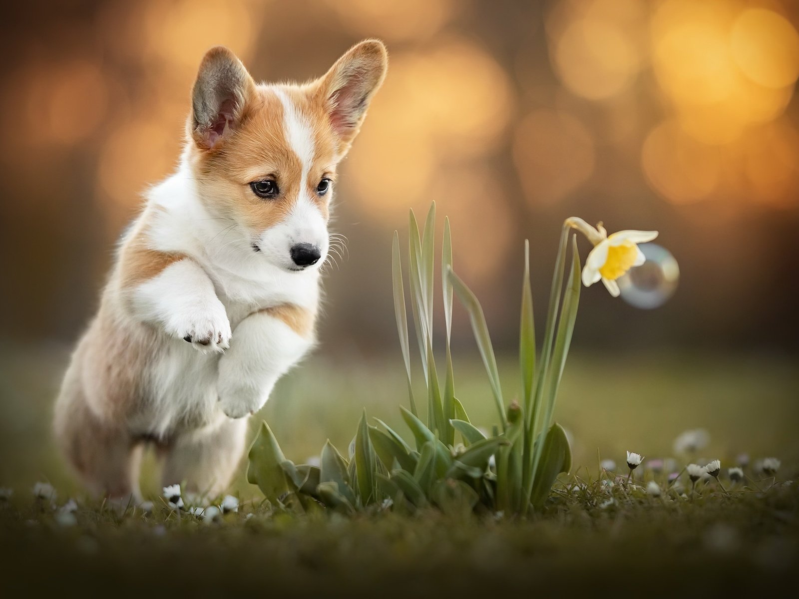 Обои цветок, собака, корги, flower, dog, corgi разрешение 2048x1365 Загрузить