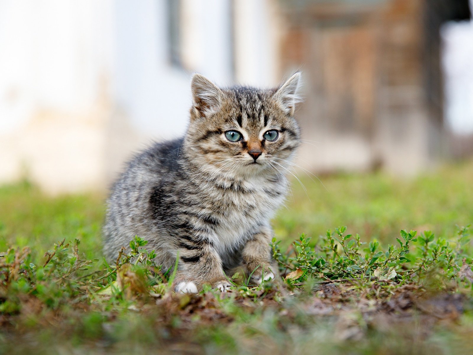 Обои трава, поза, взгляд, боке, grass, pose, look, bokeh разрешение 1920x1422 Загрузить