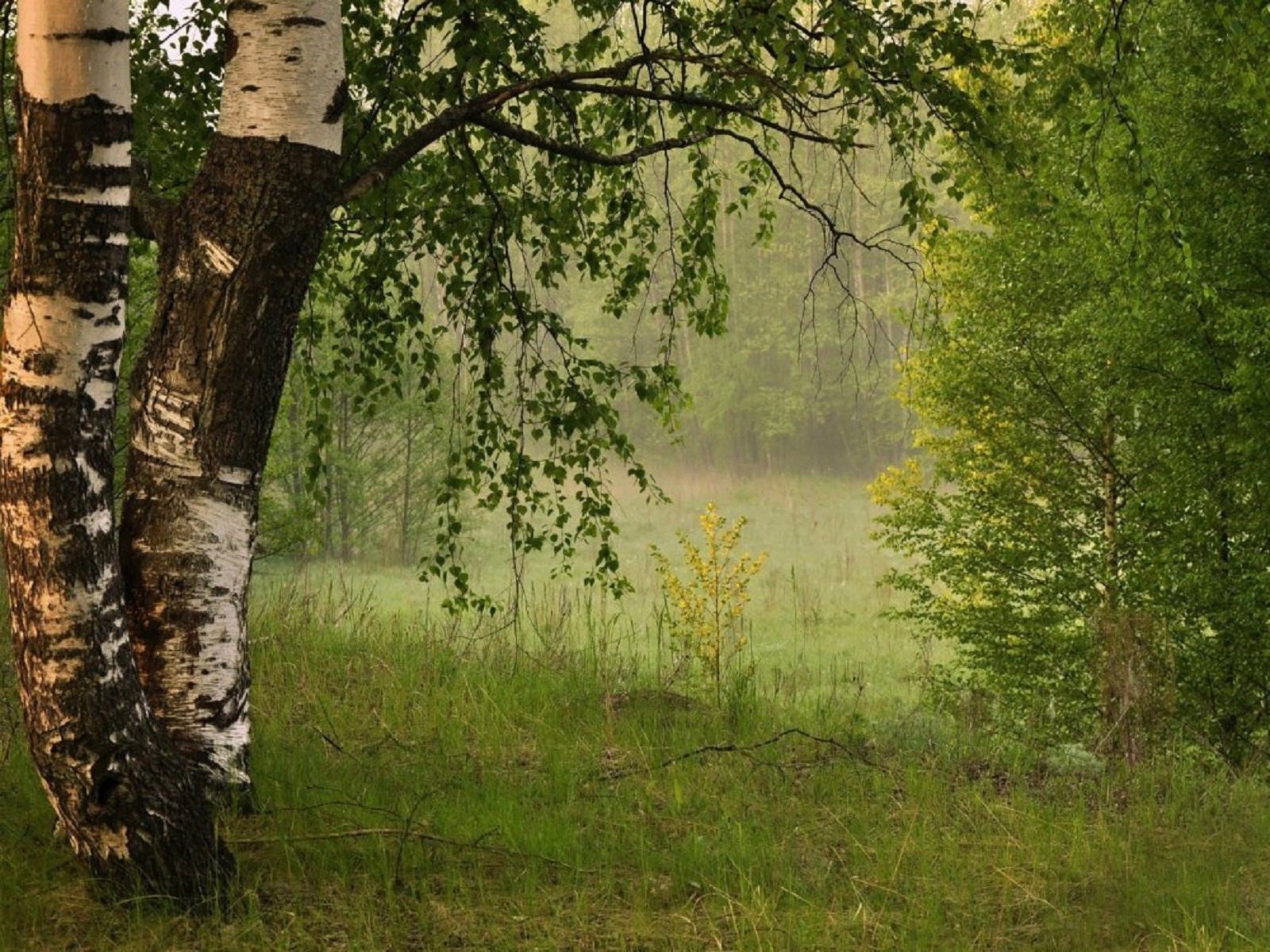 Обои листья, туман, березы, лето, leaves, fog, birch, summer разрешение 1920x1200 Загрузить