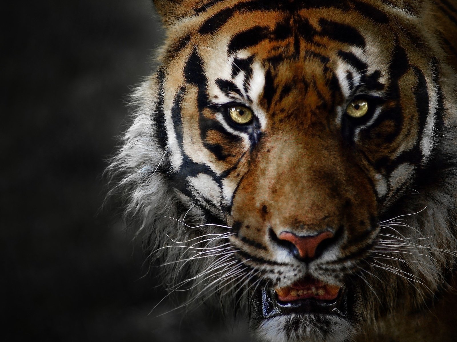 Обои тигр, животные, большая кошка, оскал, tiger, animals, big cat, grin разрешение 3840x2160 Загрузить