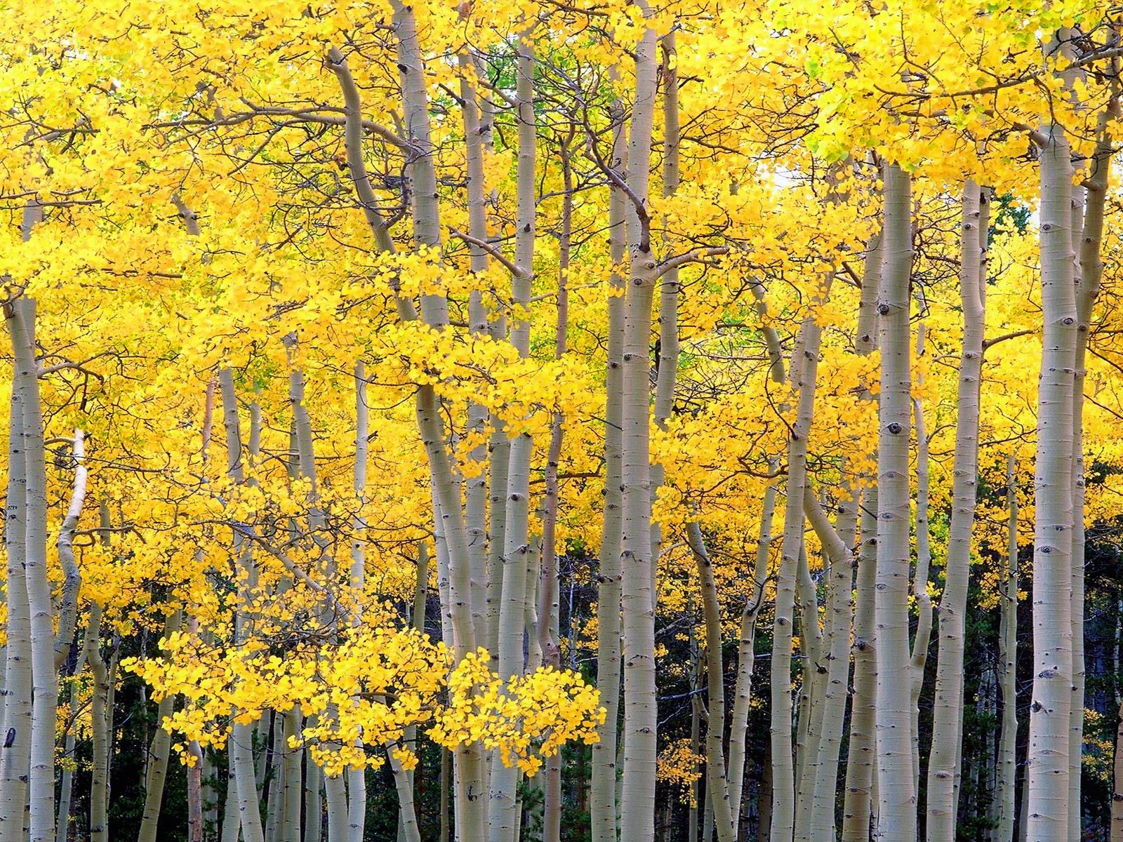 Обои деревья, лес, стволы, осень, осина, trees, forest, trunks, autumn, aspen разрешение 2560x1600 Загрузить
