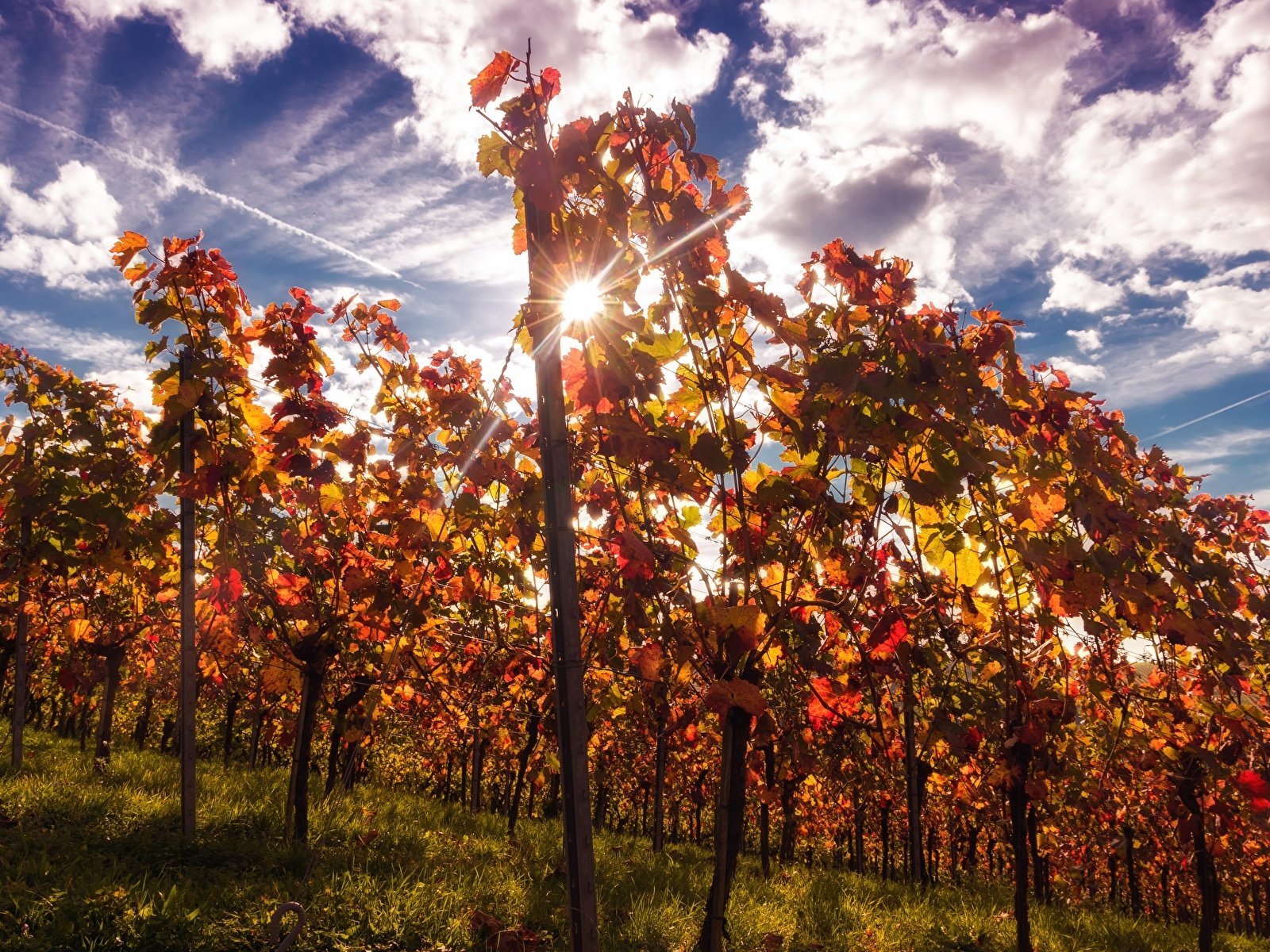 Обои небо, облака, природа, лучи, виноград, кусты, осень, виноградник, the sky, clouds, nature, rays, grapes, the bushes, autumn, vineyard разрешение 1920x1200 Загрузить