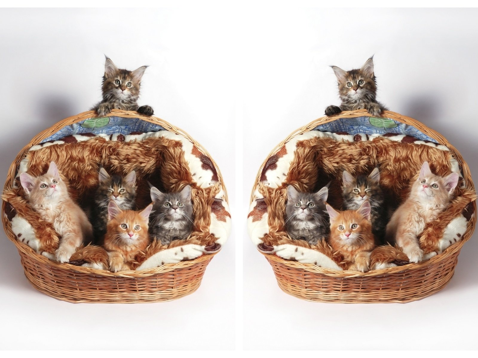 Обои кошки, котята, корзинка, мейн-кун, cats, kittens, basket, maine coon разрешение 2000x1440 Загрузить
