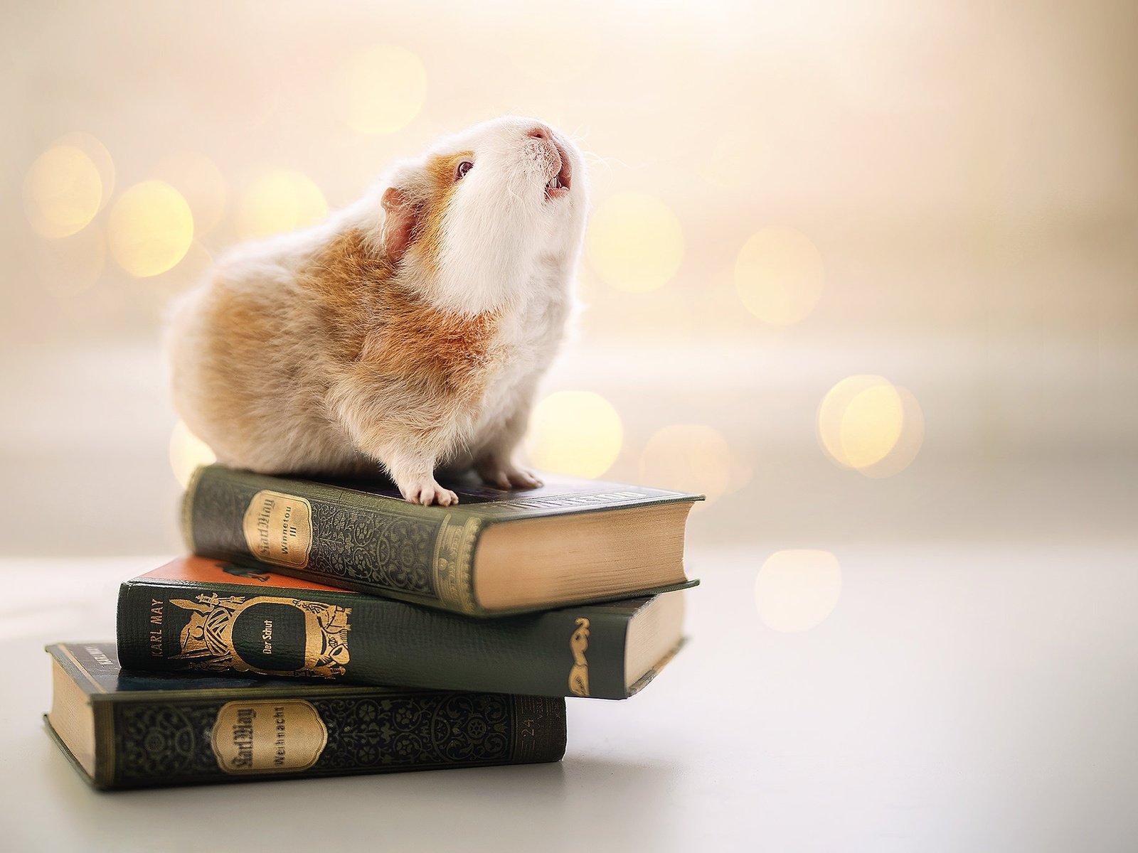 Обои фон, книги, грызун, морская свинка, background, books, rodent, guinea pig разрешение 2048x1365 Загрузить