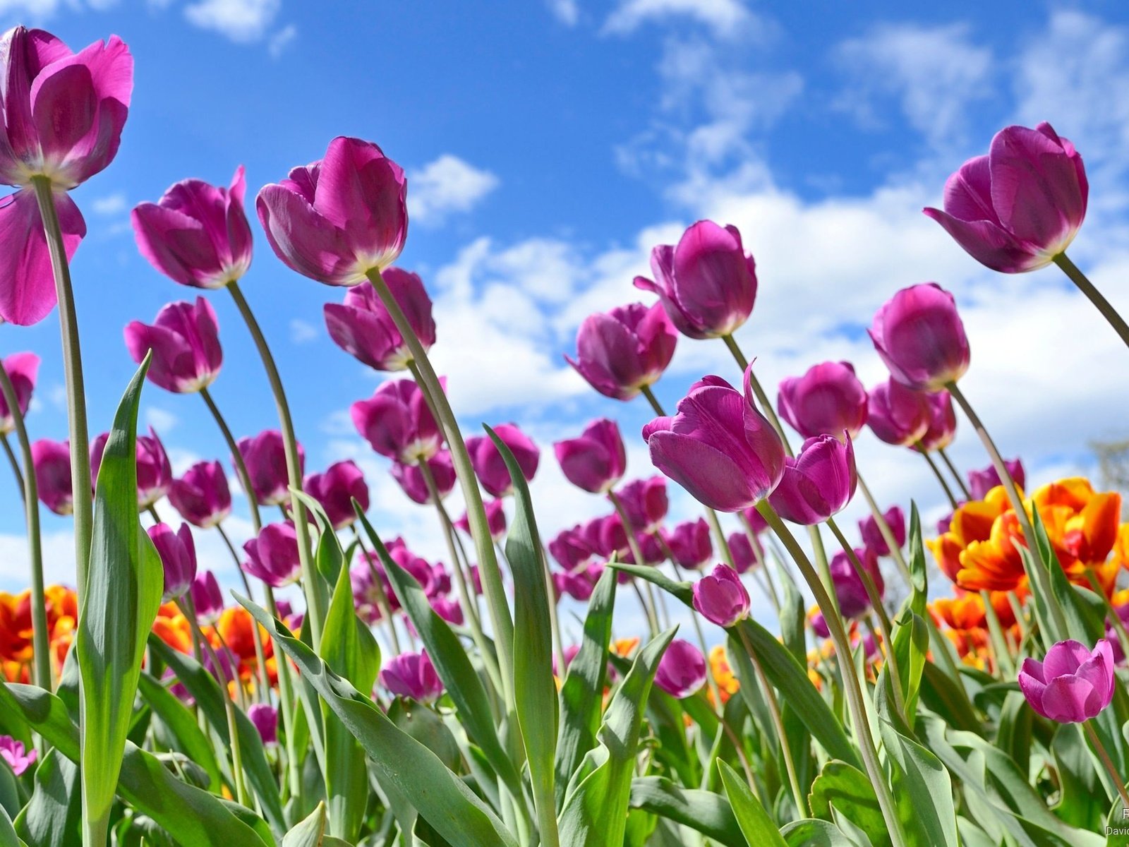 Обои тюльпаны на фоне облаков., tulips on a background of clouds. разрешение 2560x1440 Загрузить