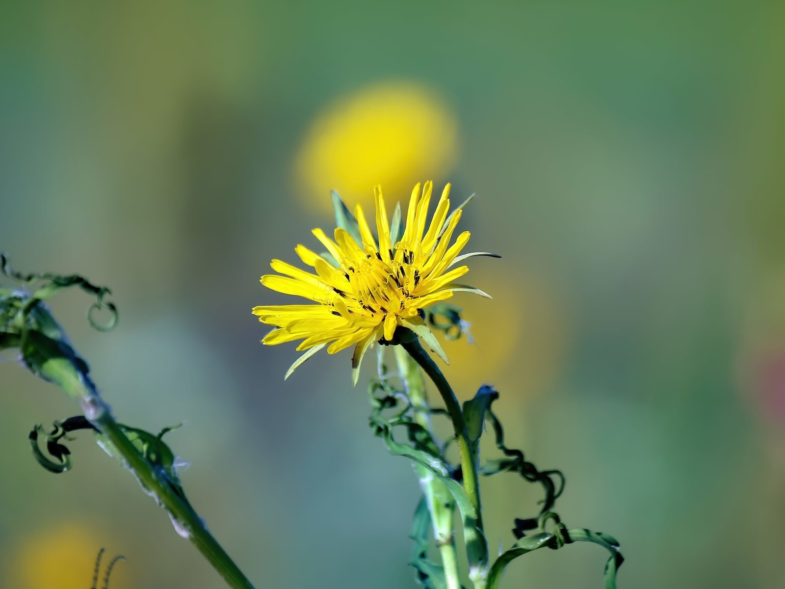 Обои цветок, лето, лепестки, flower, summer, petals разрешение 5184x3456 Загрузить