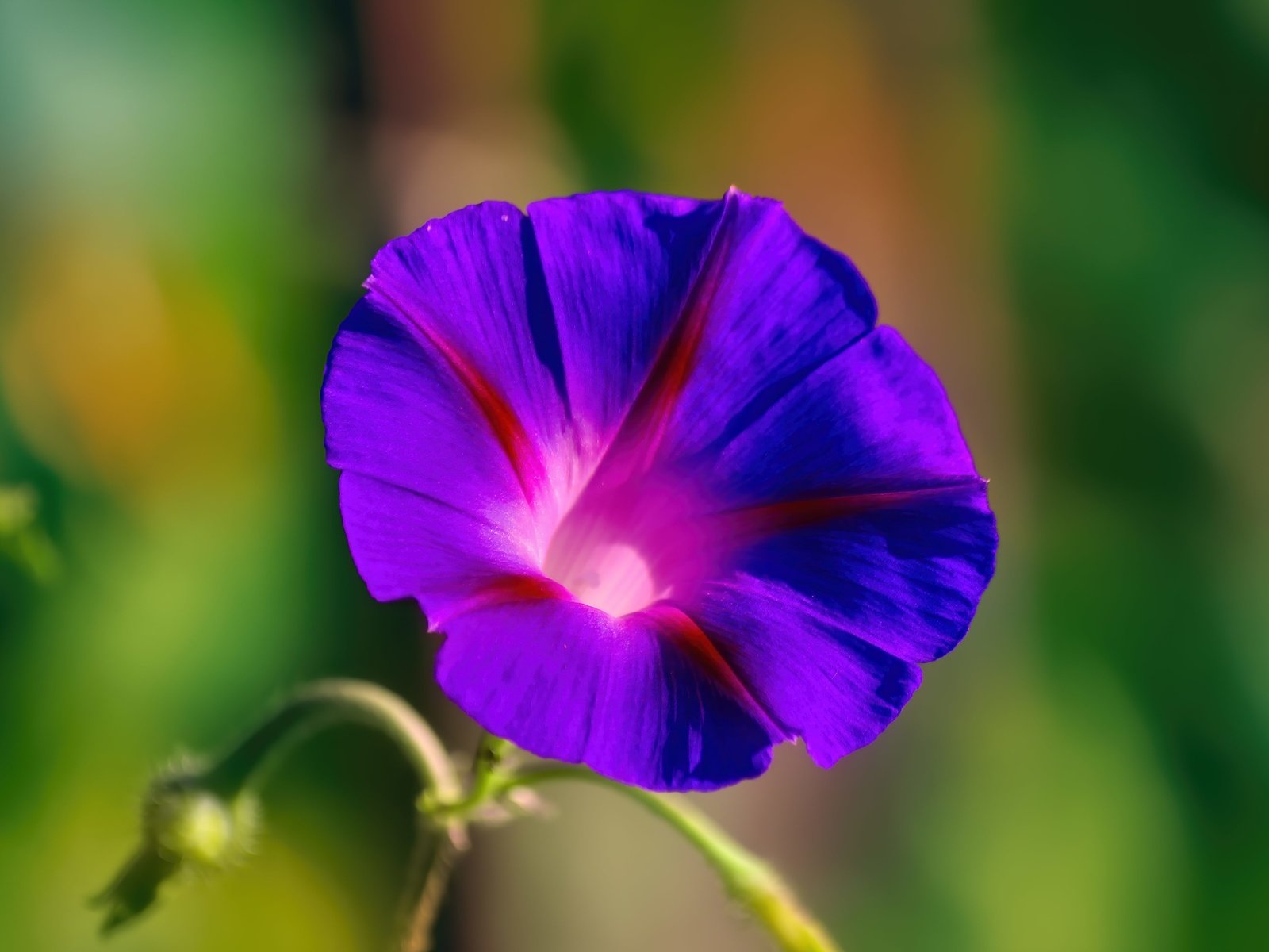 Обои цветок, вьюнок, ипомея, flower, bindweed, morning glory разрешение 5184x3456 Загрузить