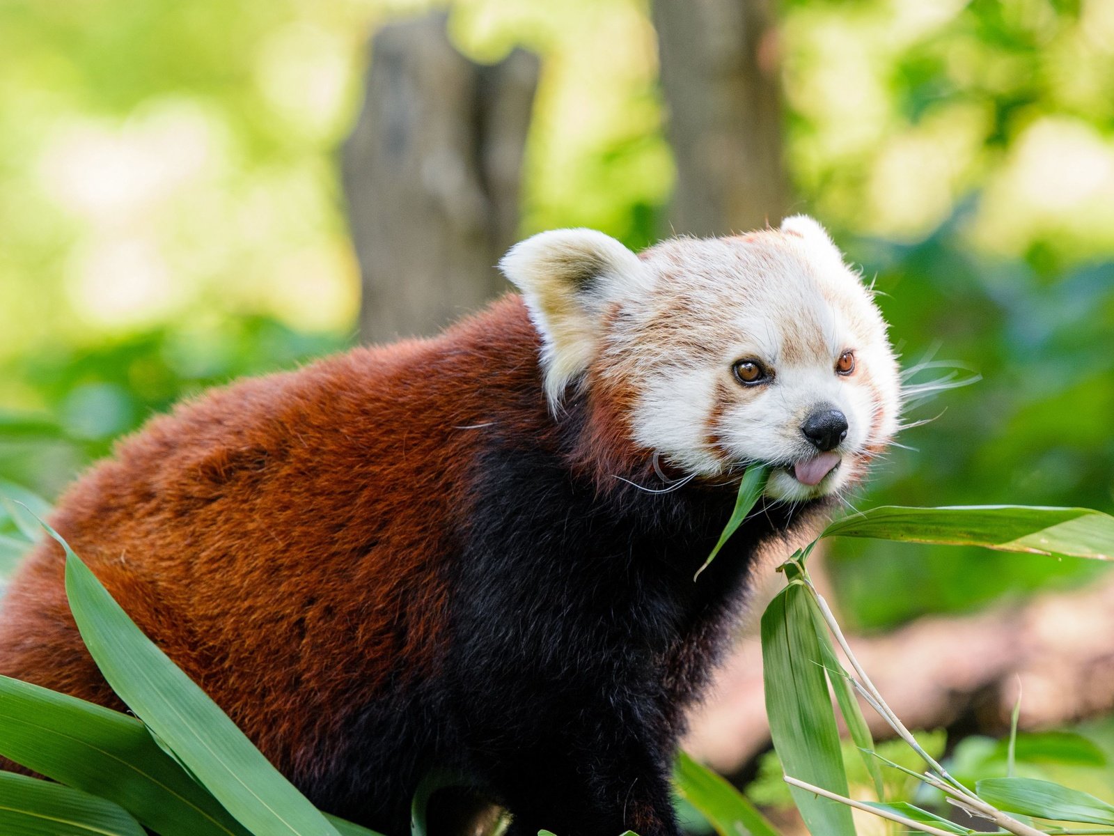 Обои мордочка, взгляд, панда, язык, красная панда, малая панда, muzzle, look, panda, language, red panda разрешение 3840x2160 Загрузить