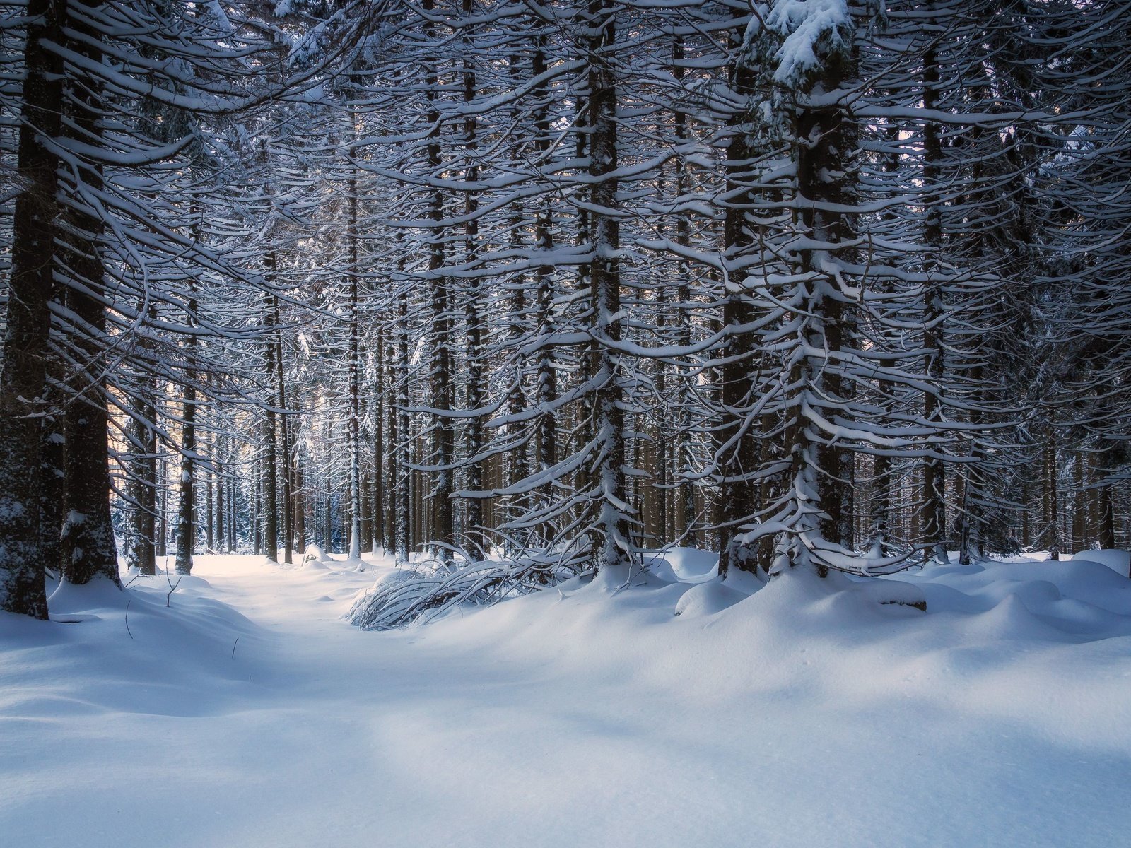 Обои деревья, снег, лес, зима, trees, snow, forest, winter разрешение 3840x2160 Загрузить