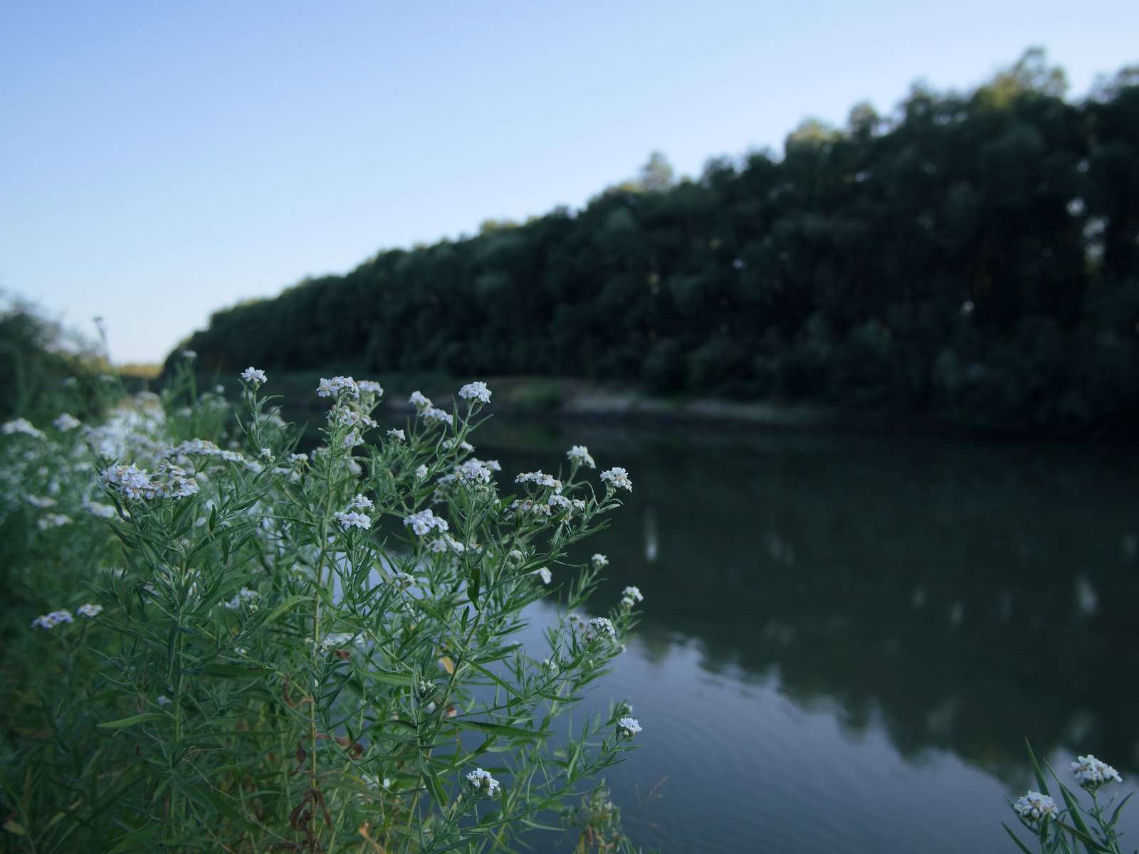 Обои цветы, река, природа, ромашки, flowers, river, nature, chamomile разрешение 6240x4160 Загрузить