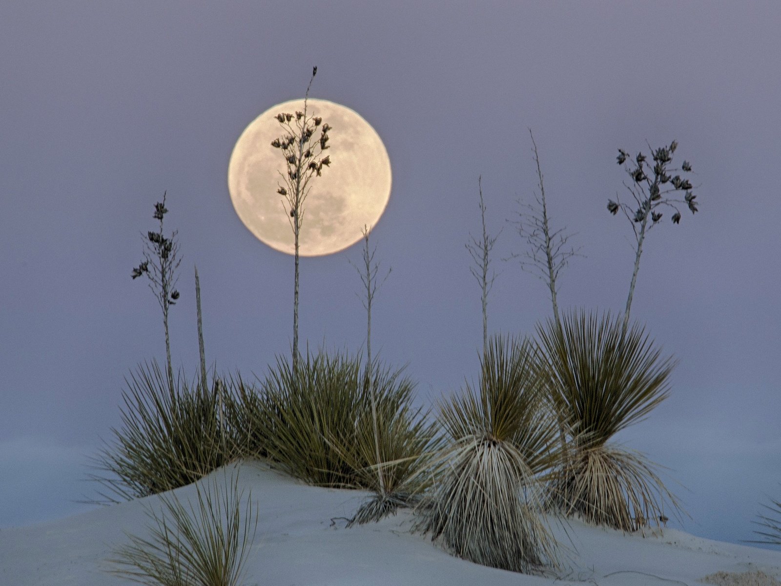 Обои пустыня, луна, сша, нью-мексико, белый песок, white sands national monume, desert, the moon, usa, new mexico, white sand разрешение 2047x1497 Загрузить