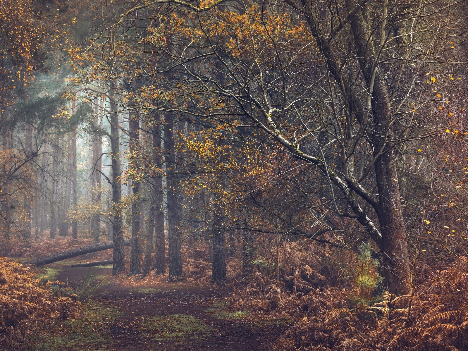 Обои деревья, природа, лес, дорожка, осень, тропинка, trees, nature, forest, track, autumn, path разрешение 3840x2160 Загрузить