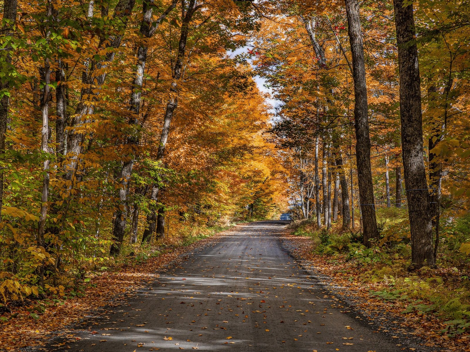 Обои дорога, деревья, природа, лес, осень, road, trees, nature, forest, autumn разрешение 3840x2160 Загрузить