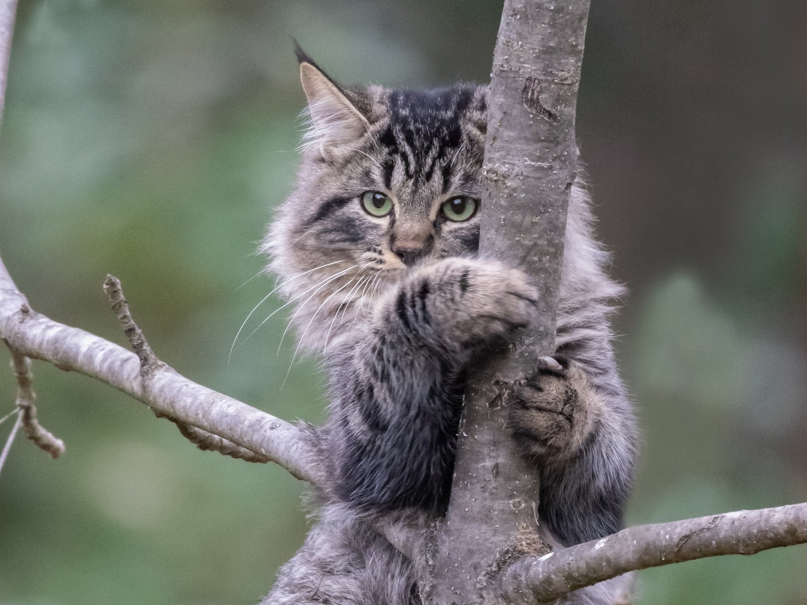 Обои дерево, фон, кот, кошка, на дереве, котейка, tree, background, cat, on the tree разрешение 2048x1378 Загрузить