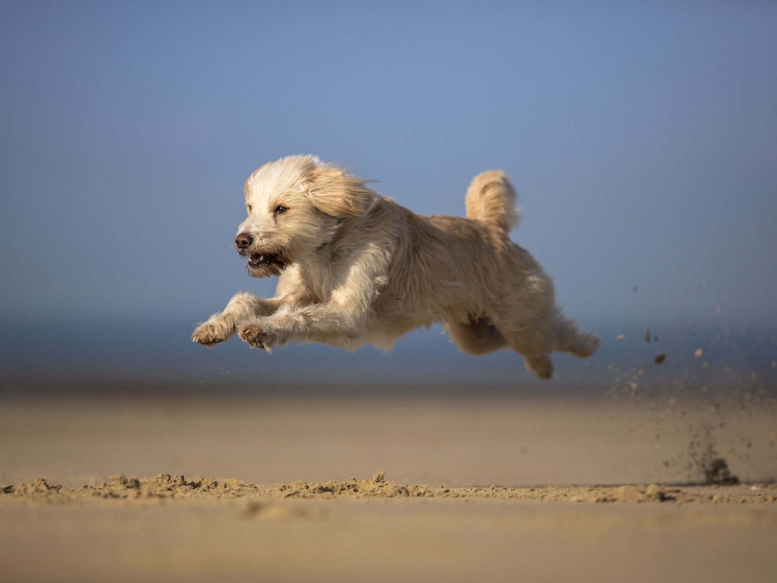 Обои небо, песок, мордочка, взгляд, собака, бег, лапки, the sky, sand, muzzle, look, dog, running, legs разрешение 2701x1707 Загрузить