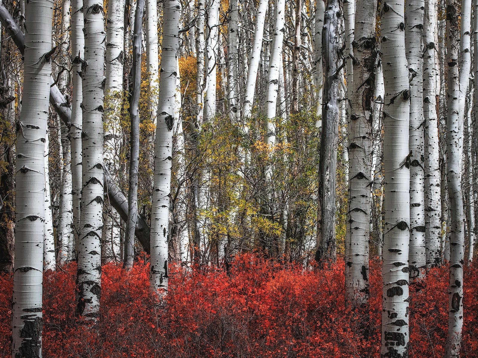 Обои березы, осень, роща, birch, autumn, grove разрешение 2000x1300 Загрузить