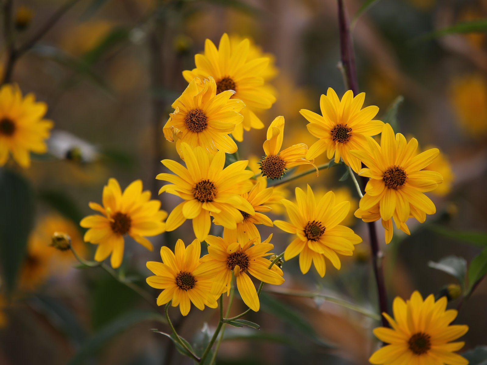 Обои цветы, куст, желтые, боке, flowers, bush, yellow, bokeh разрешение 5472x3648 Загрузить