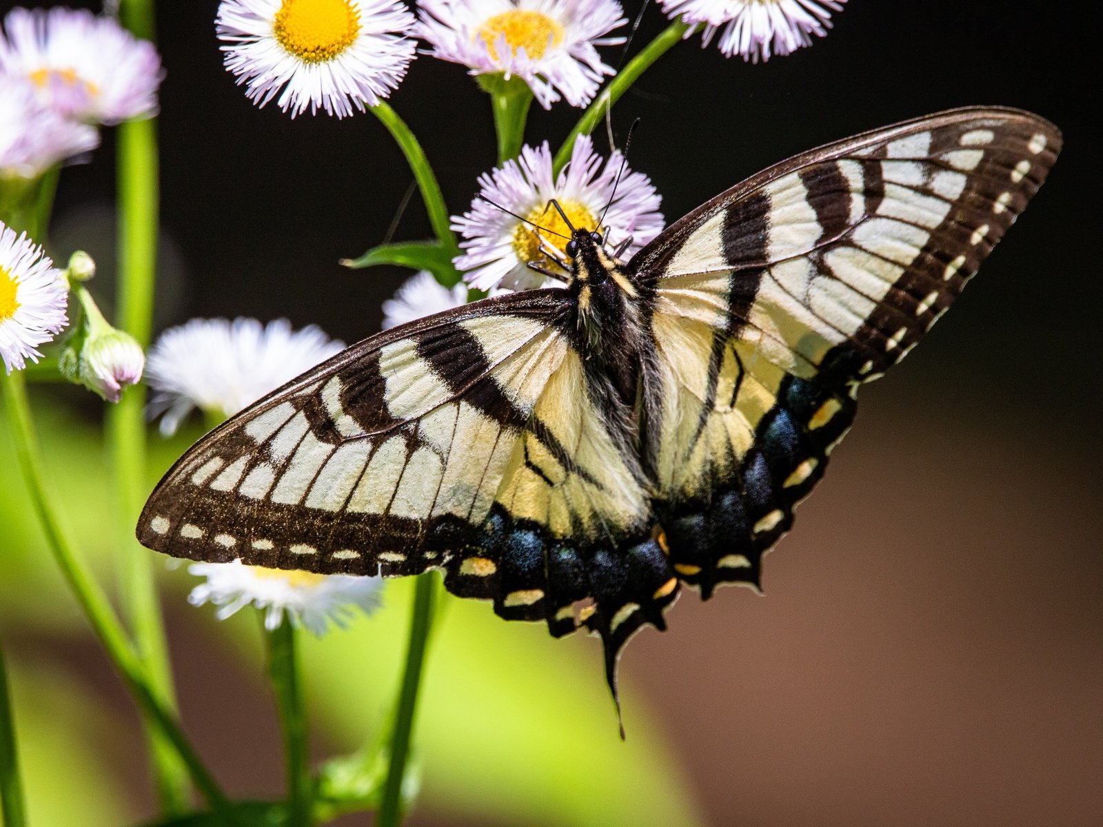 Обои цветы, природа, макро, насекомое, бабочка, темный фон, боке, махаон, flowers, nature, macro, insect, butterfly, the dark background, bokeh, swallowtail разрешение 3500x2333 Загрузить