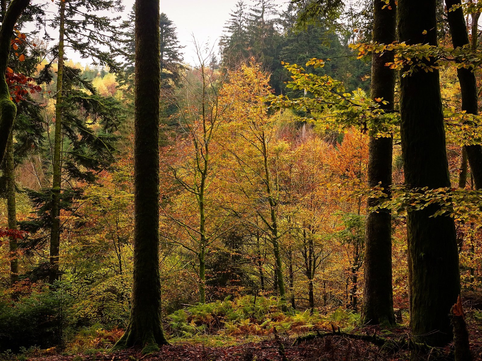 Обои деревья, лес, листва, осень, trees, forest, foliage, autumn разрешение 3840x2160 Загрузить