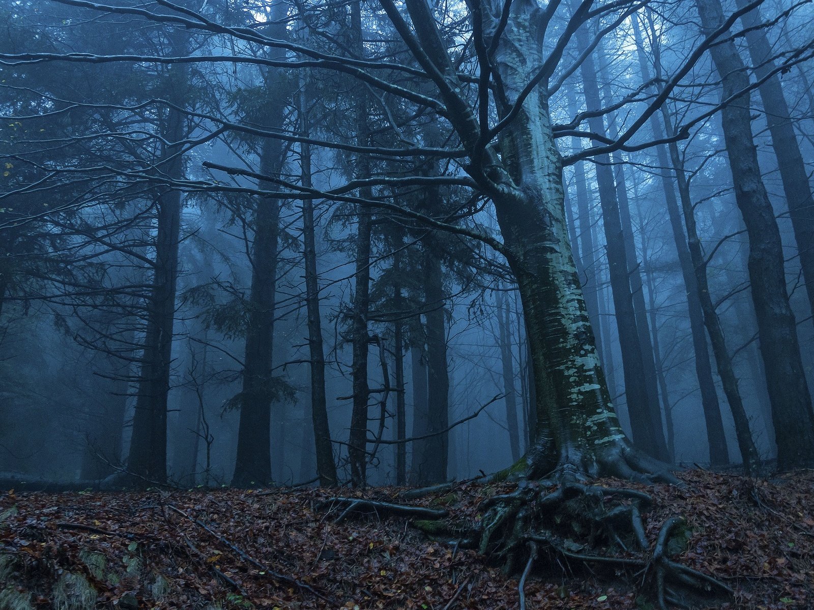 Обои деревья, природа, лес, утро, туман, корни, сумерки, trees, nature, forest, morning, fog, roots, twilight разрешение 2048x1360 Загрузить