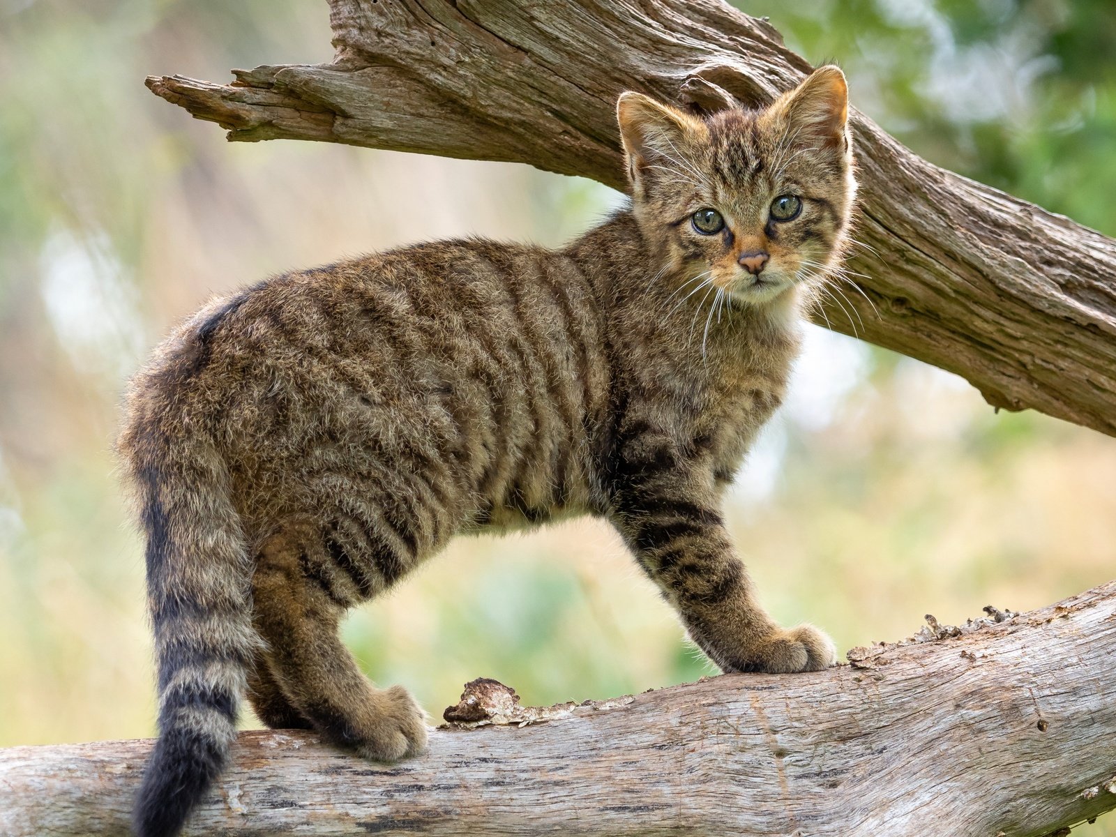 Обои дерево, кот, ветки, котенок, детеныш, дикий кот, лесной кот, tree, cat, branches, kitty, cub, wild cat, wildcat разрешение 3605x3605 Загрузить