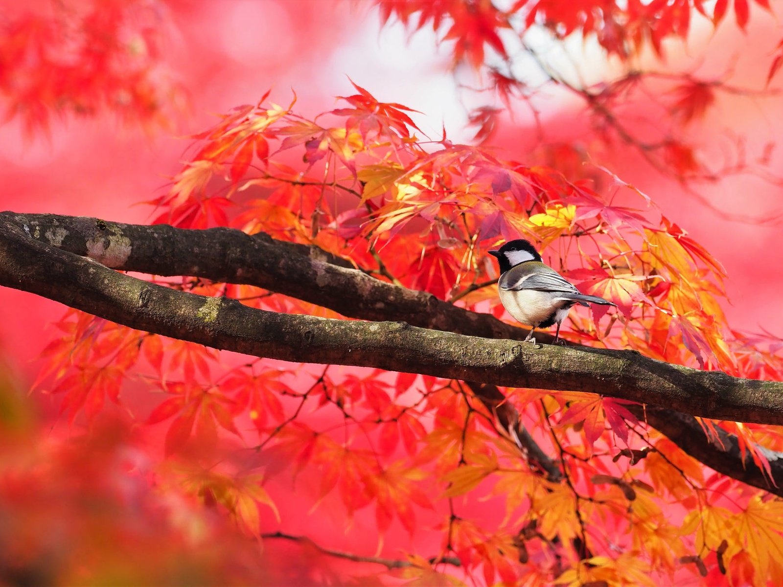 Обои дерево, листья, ветки, птица, клен, синица, осенние листья, tree, leaves, branches, bird, maple, tit, autumn leaves разрешение 2000x1333 Загрузить