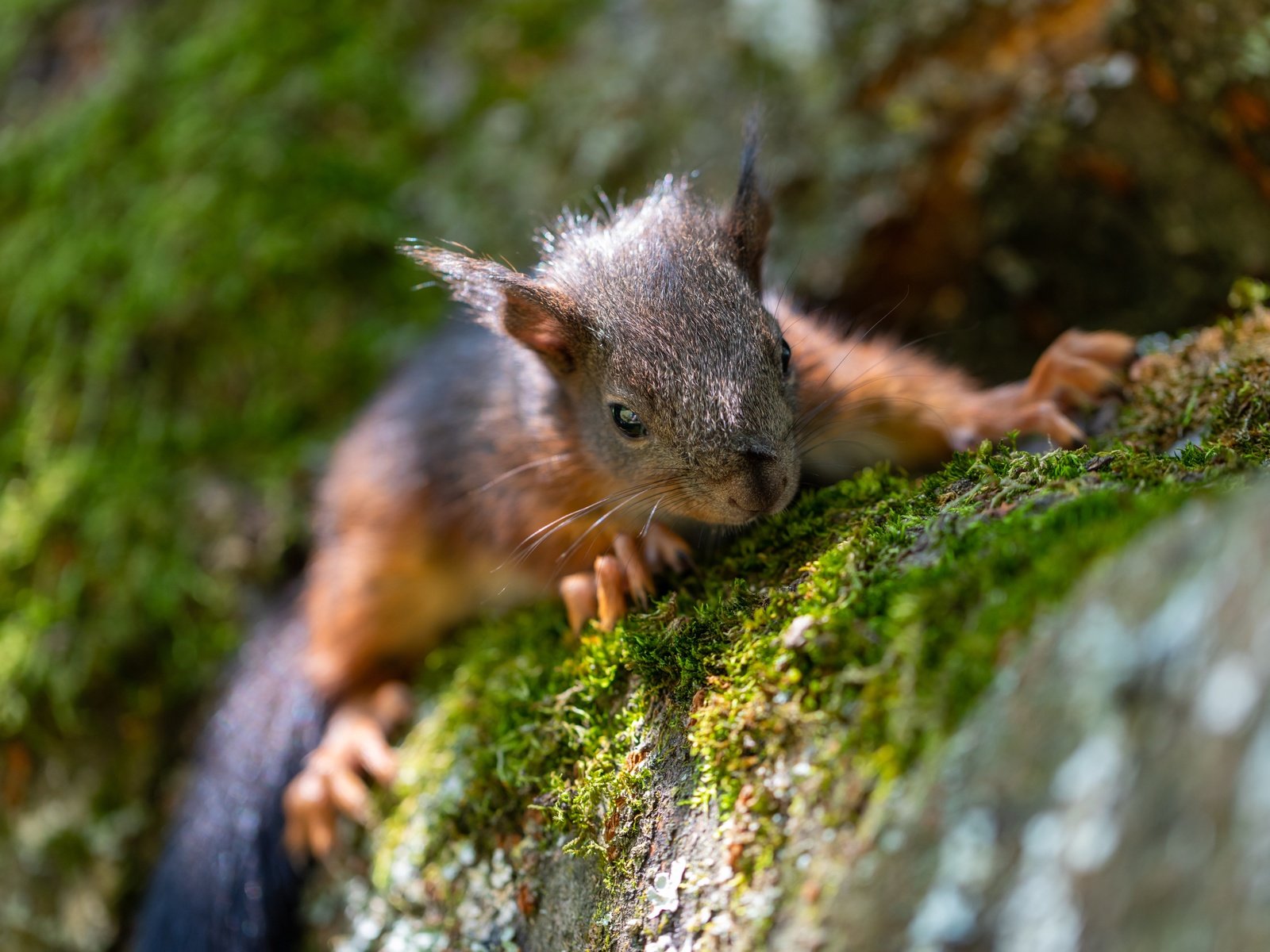 Обои дерево, поза, мох, мордашка, белка, ракурс, боке, карабкается, tree, pose, moss, face, protein, view, bokeh, scrambles разрешение 6720x4480 Загрузить