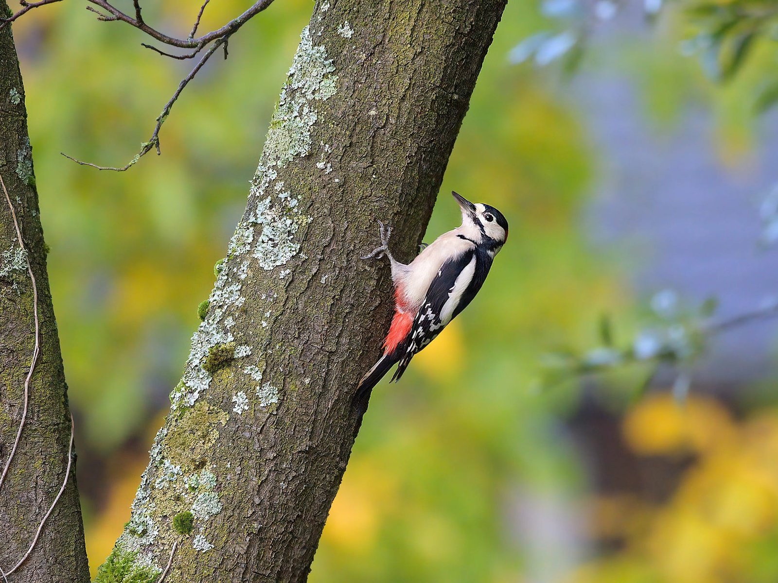 Обои дерево, ветки, птица, дятел, tree, branches, bird, woodpecker разрешение 2000x1330 Загрузить