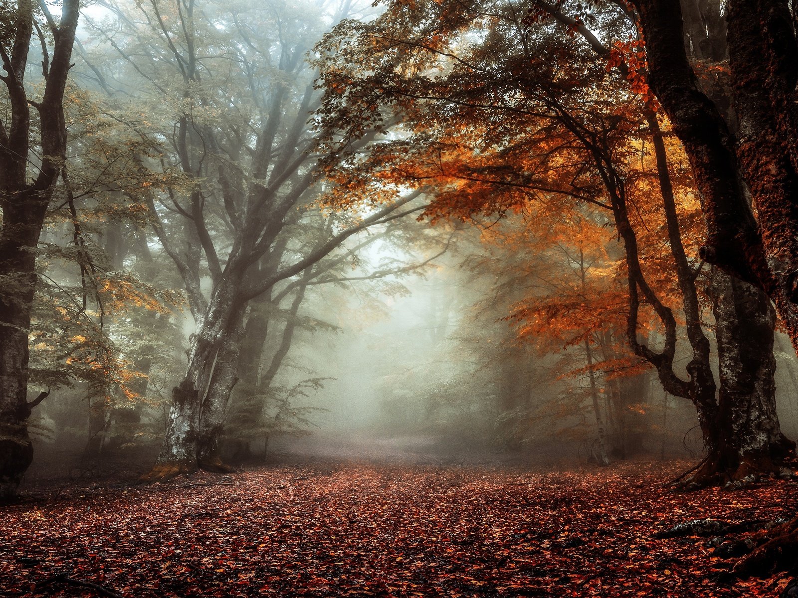 Обои лес, туман, ветки, стволы, листва, осень, аллея, forest, fog, branches, trunks, foliage, autumn, alley разрешение 3840x2160 Загрузить