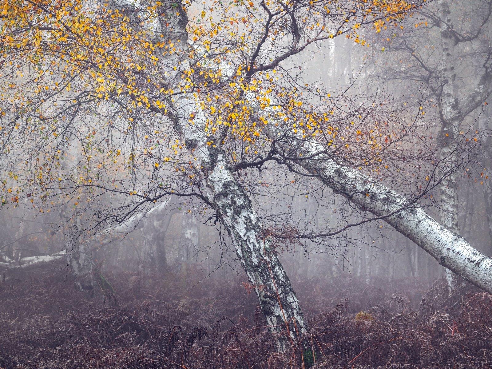 Обои лес, туман, forest, fog разрешение 3840x2160 Загрузить