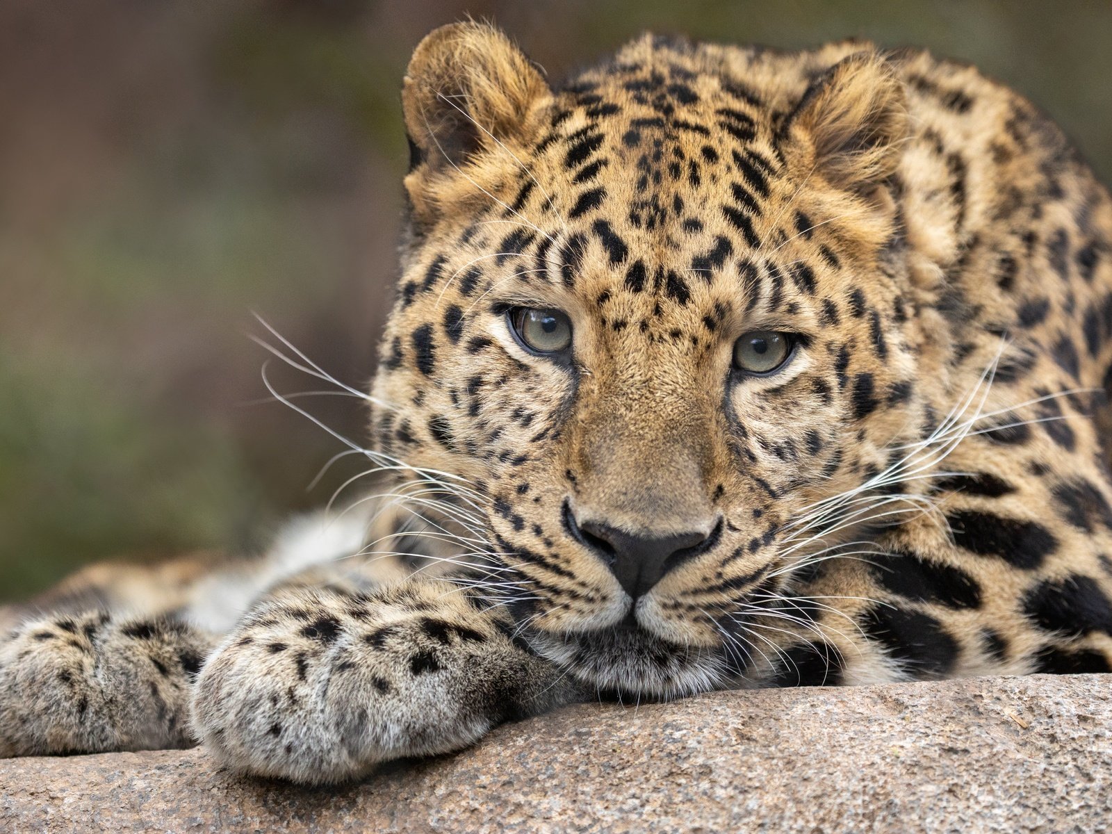 Обои морда, фон, портрет, леопард, вгляд, дикая кошка, face, background, portrait, leopard, peer, wild cat разрешение 6144x4096 Загрузить