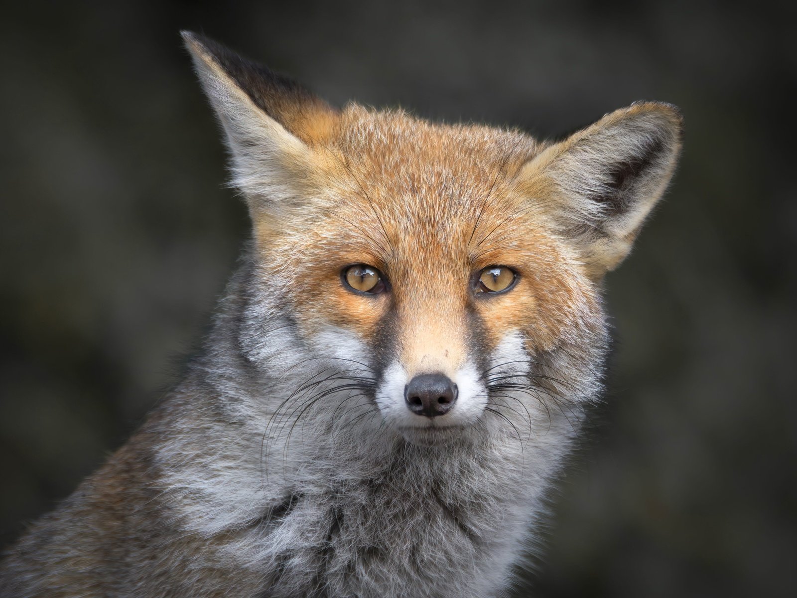 Обои морда, портрет, взгляд, лиса, серый фон, лисица, уши, face, portrait, look, fox, grey background, ears разрешение 5568x3712 Загрузить