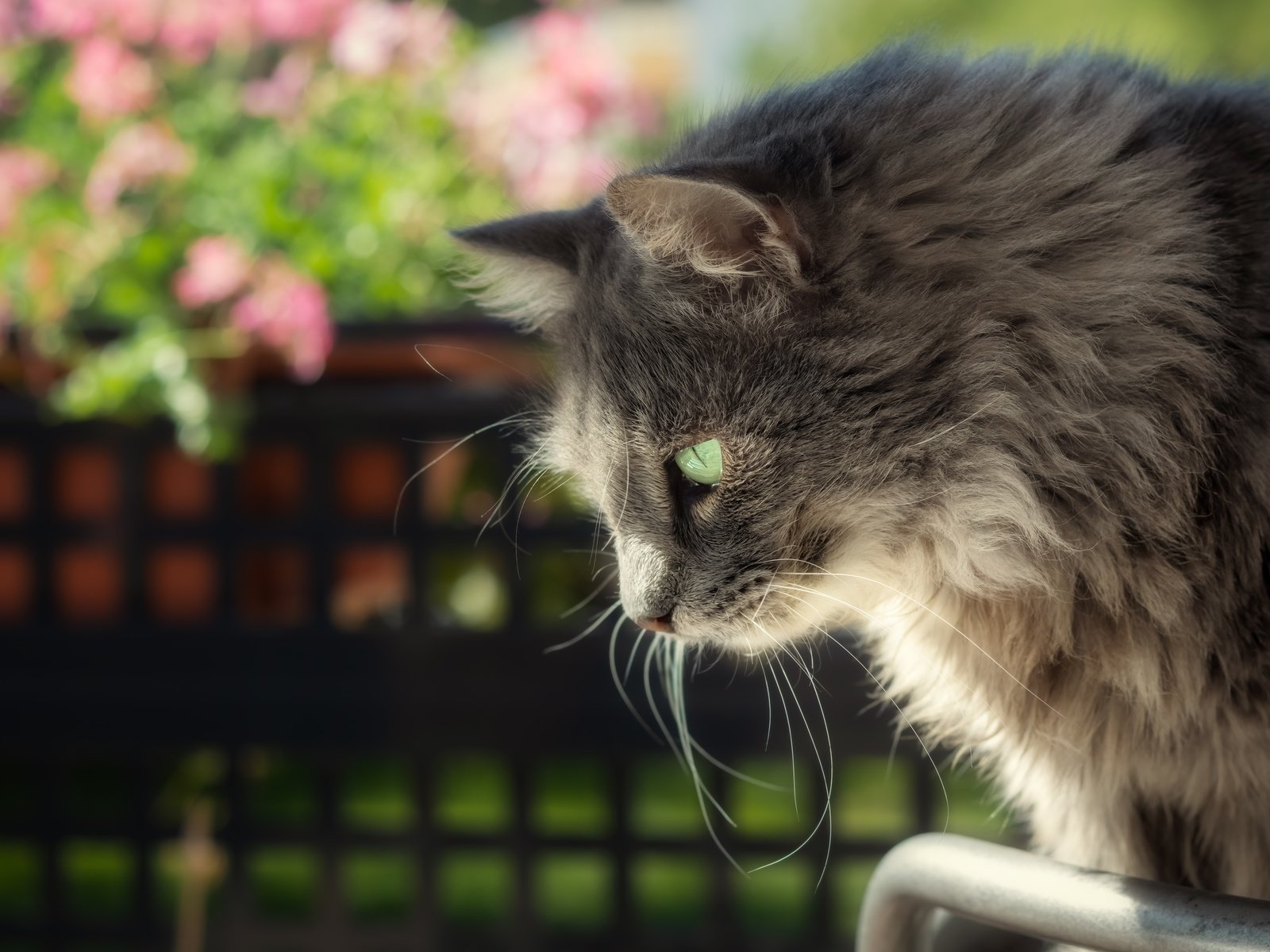 Обои морда, поза, кот, кошка, взгляд, забор, профиль, face, pose, cat, look, the fence, profile разрешение 6000x4000 Загрузить