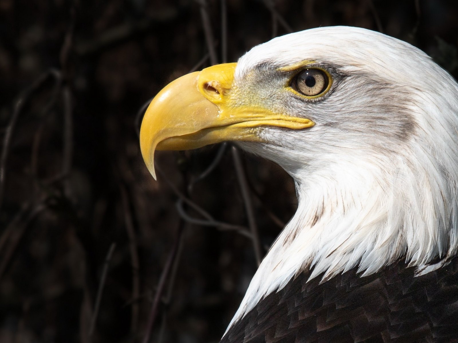 Обои орел, птица, eagle, bird разрешение 2560x1440 Загрузить